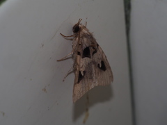 Avatha discolor
