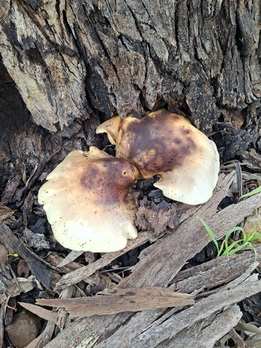 ghost fungus