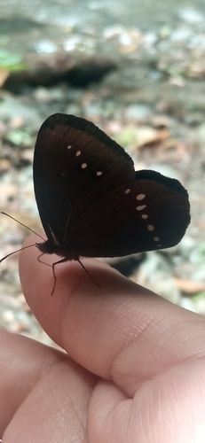 Lymanopoda albomaculata
