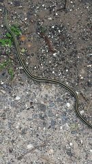 Thamnophis proximus orarius