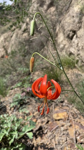 Coral Lily