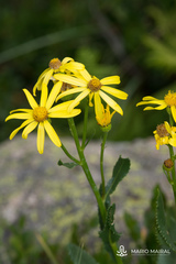 Senecio pyrenaicus