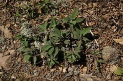 Salvia tomentosa