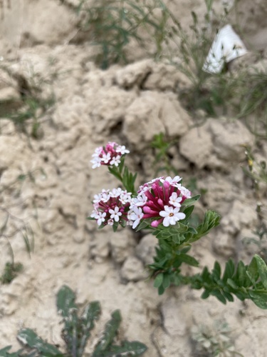 Chinese Stellera
