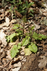 Lapsana communis intermedia