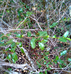 Ochna arborea