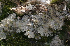 Peltigeraceae