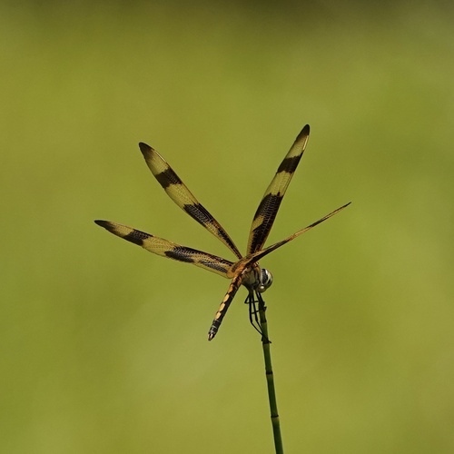 Halloween Pennant