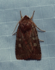 Cerastis tenebrifera