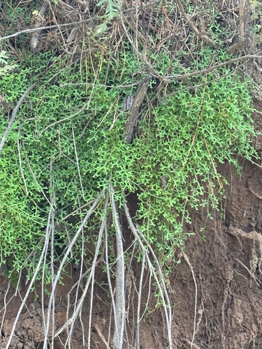 Selaginella sinensis
