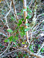 Ochna arborea