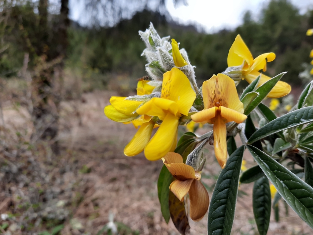 Nepal laburnum