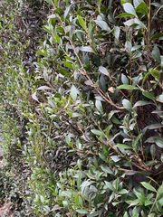 Syzygium australe