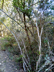 Ochna arborea
