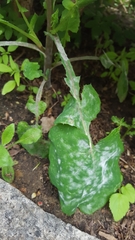 Golovinomyces sonchicola