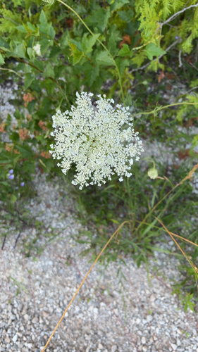 wild carrot