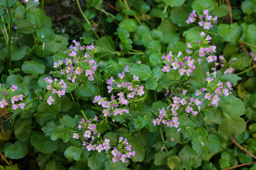 Cardamine raphanifolia