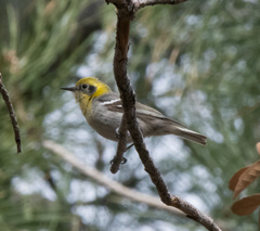 Peucedramus taeniatus