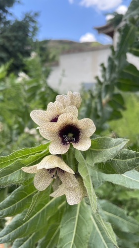 black henbane