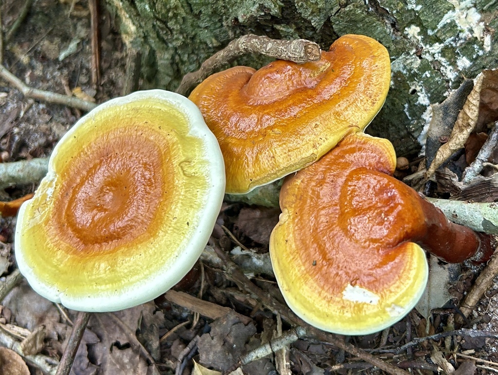 golden reishi · July 2026 · photo: Photo: (c) martin_livezey, some rights reserved (CC BY) · iNaturalist