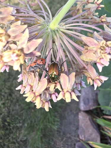 Japanese Beetle