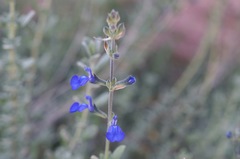 Salvia chamaedryoides