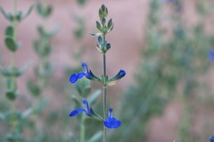 Salvia chamaedryoides