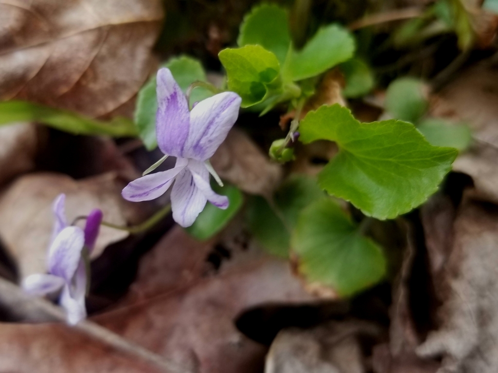 Labrador Violet Invasive Labrador violet from Miller Township, PA, USA on April 28, 2020 at 04: ...