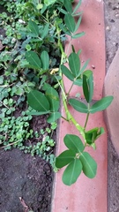 Arachis pintoi image