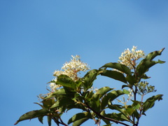 Cornus foemina