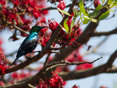 Cinnyris bifasciatus