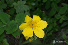Hypericum richeri burseri