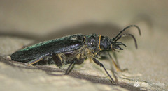 Anthracocentrus arabicus