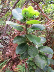 Ilex anomala