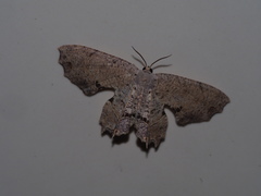 Dysaethria flavistriga