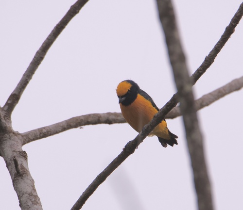 Yellow-crowned Euphonia (Euphonia luteicapilla), photo 8