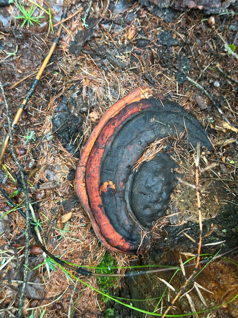 Northern Red Belt · July 2026 · photo: Photo: no rights reserved · iNaturalist