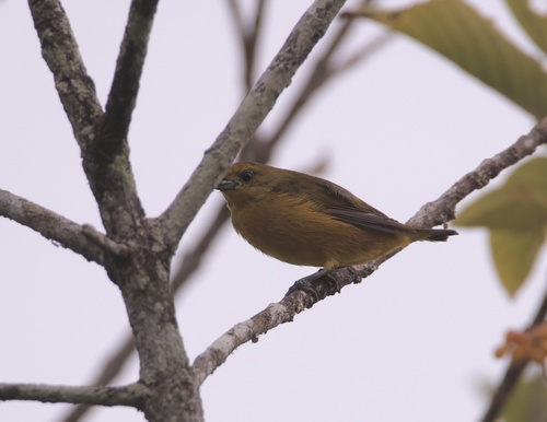 Yellow-crowned Euphonia (Euphonia luteicapilla), photo 7