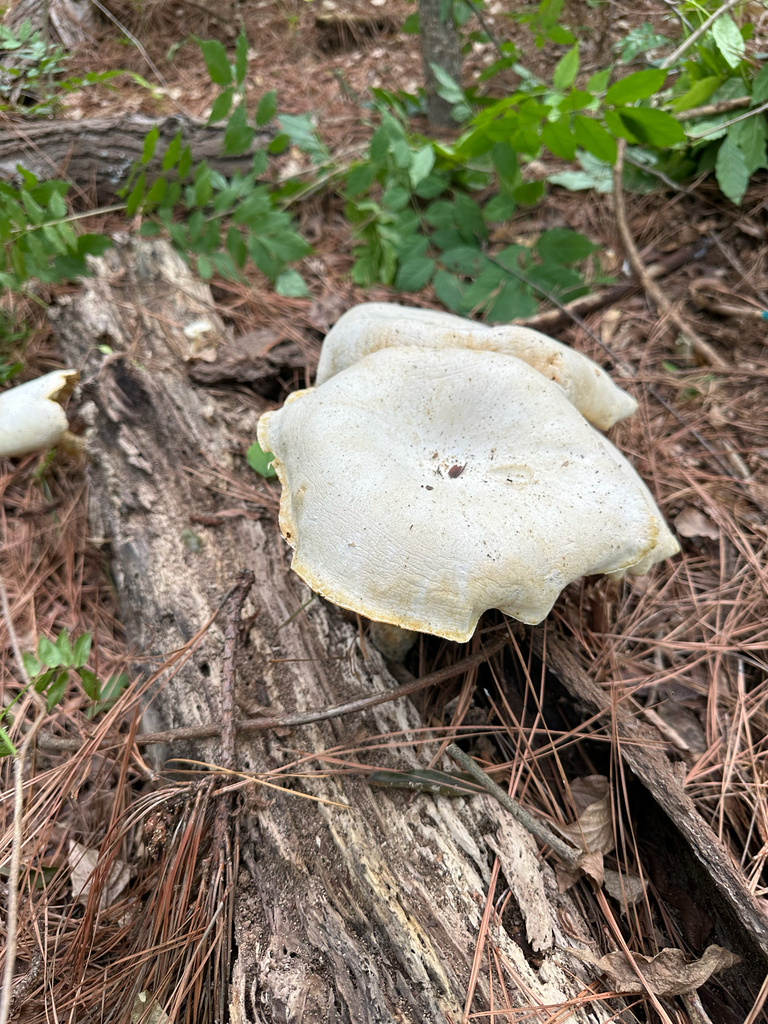 Lynx Paw Oyster · July 2026 · photo: Photo: no rights reserved · iNaturalist