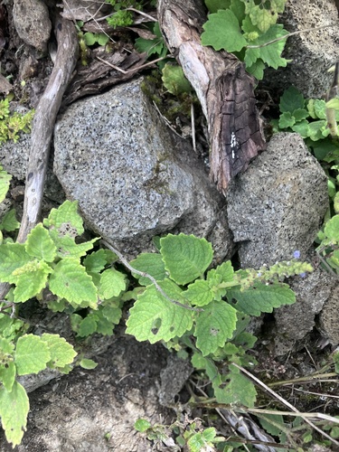 Coleus, 2026-07-19