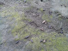 Cerithideopsis