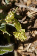 Valerianella carinata