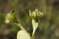 Valerianella carinata