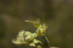 Valerianella carinata