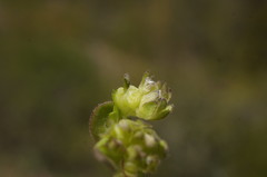 Valerianella carinata