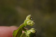 Valerianella carinata