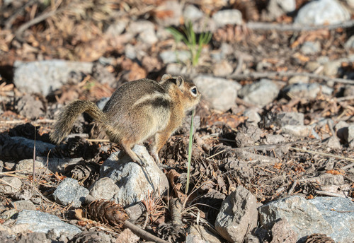 Texas Antelope Squirrel