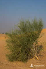 Leptadenia pyrotechnica