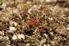 Sedum cespitosum