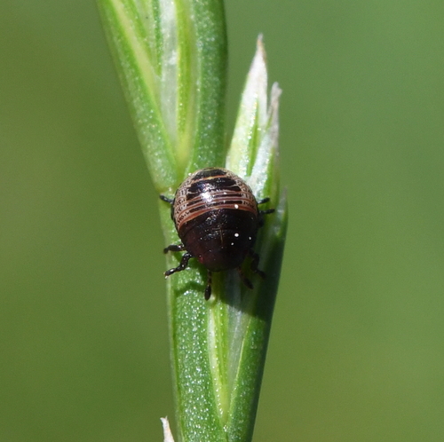 Tortoise Bug, Soest, Netherlands, photo 10 of 10